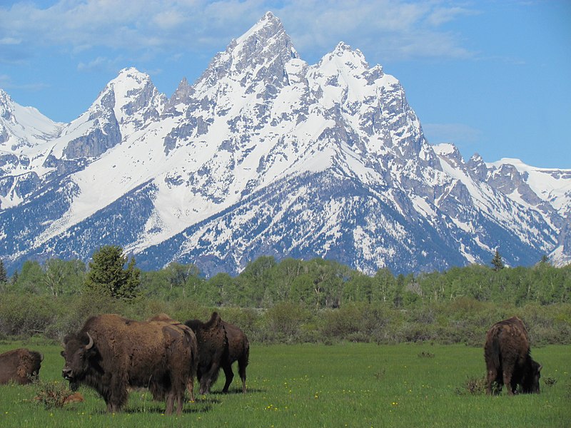 File:Bison Teton.JPG