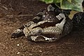 Bitis nasicornis