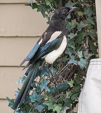 Black-billed magpie, Aspen