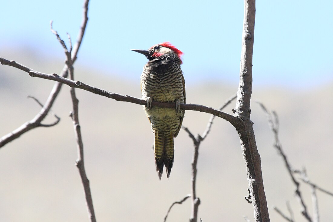 Colaptes atricollis