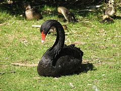 Cygnus atratus, cisne negro