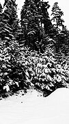 Black and white monochrome - trees in winter snow.jpg