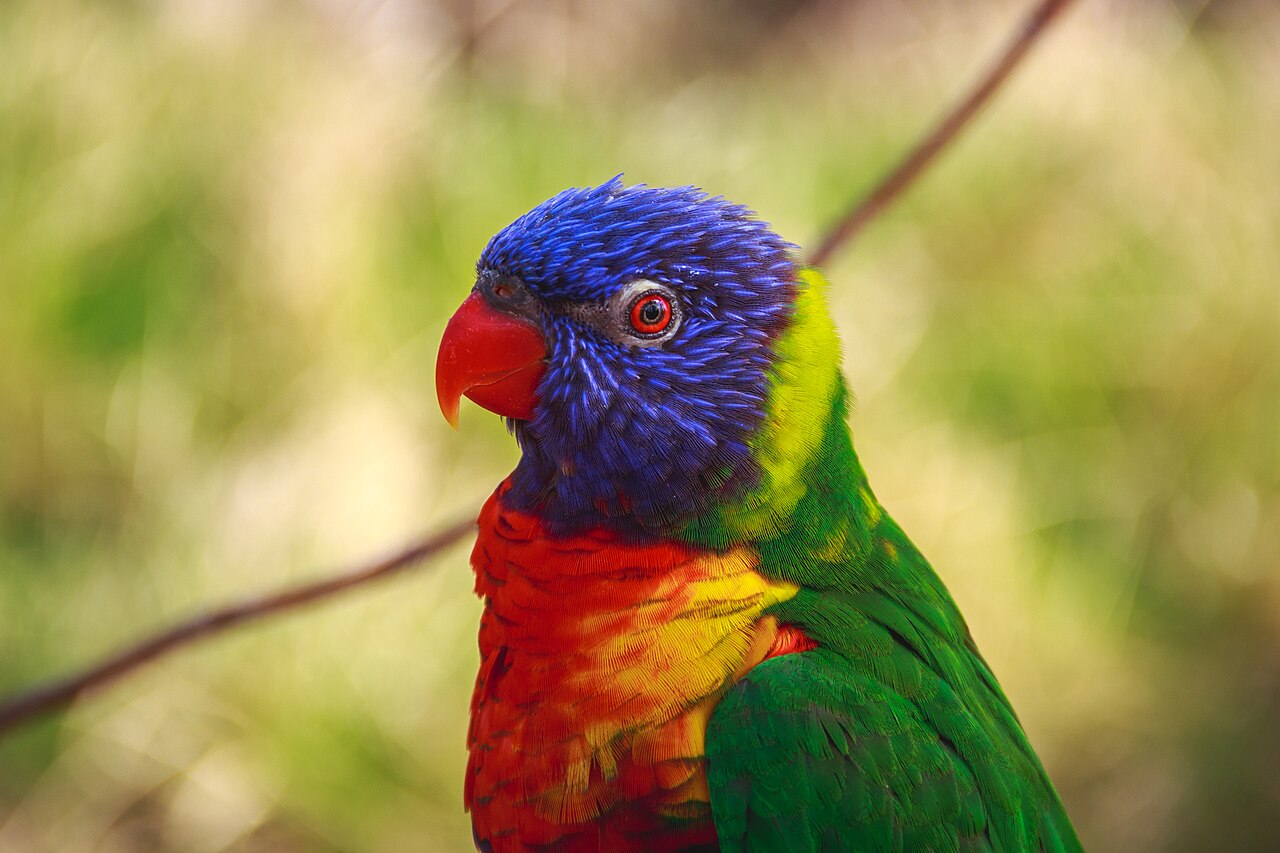 File:Blue, red and green parrot (Unsplash).jpg - Wikimedia Commons