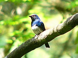 Japaninkaapusieppo (Cyanoptila cyanomelana)