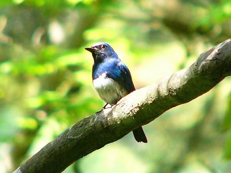 Blue-and-white Flycatcher.jpg