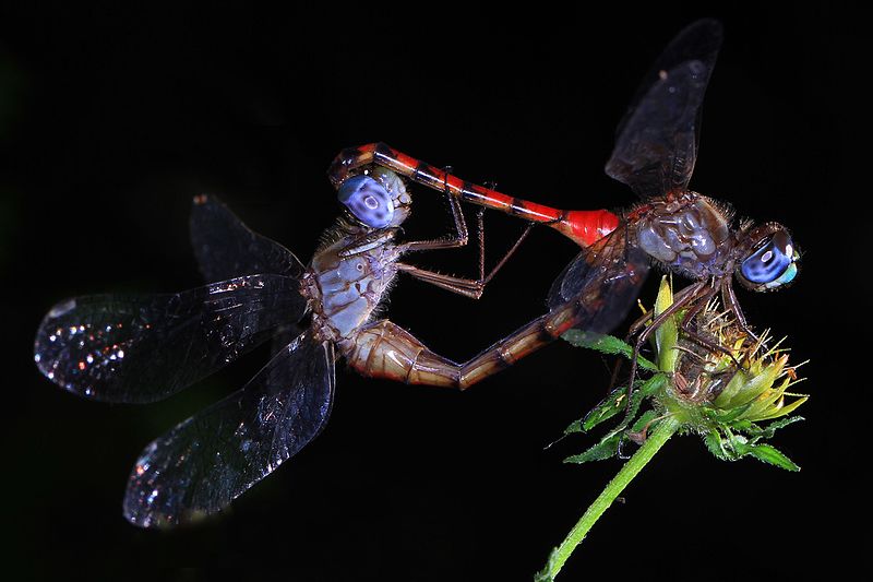 File:Blue-faced Meadowhawk - Sympetrum ambiguum, Colchester Park, Mason Neck, Virginia - 29899505141.jpg