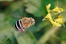 un'ape in volo con addome a strisce bianche e nere e occhi verdi