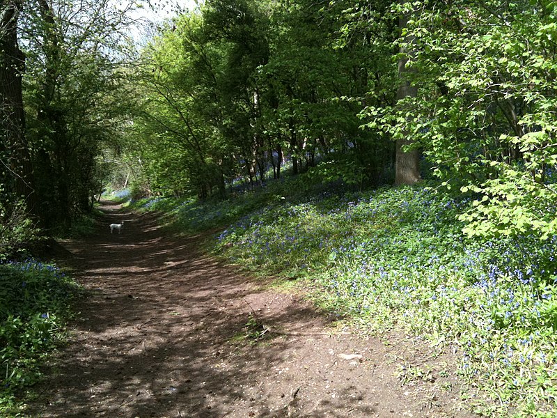 File:Bluebell Walk along River Nene - panoramio.jpg