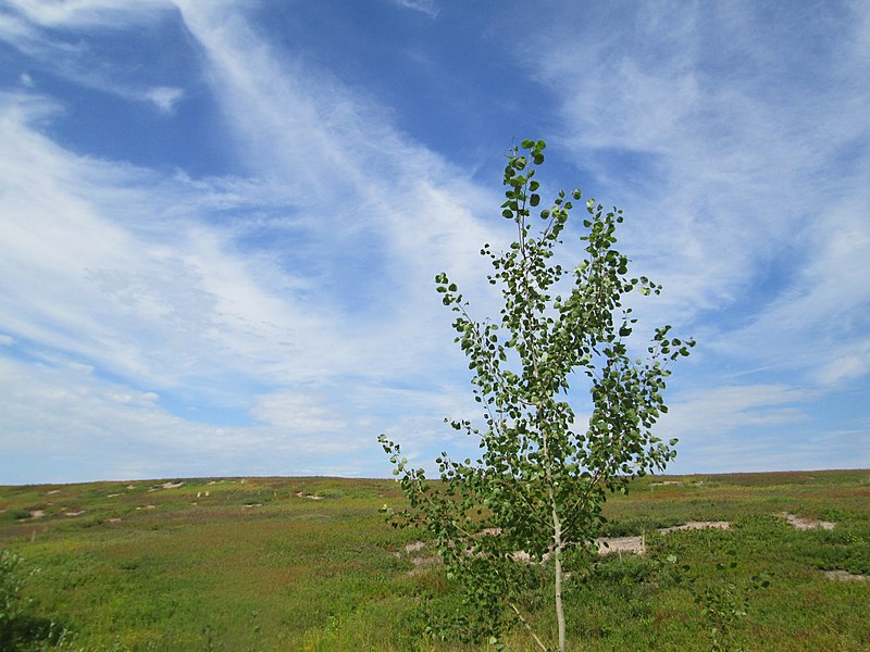 File:Blueberry Fields, Hopefield, PEI (28810503055).jpg