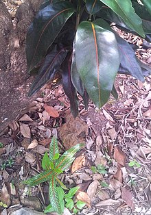 Heteroblasty in a Mauritian species of plant, Tarenna borbonica Bois de Rat 1 Juvenile and subadult foliage - Terenna borbonica.jpg