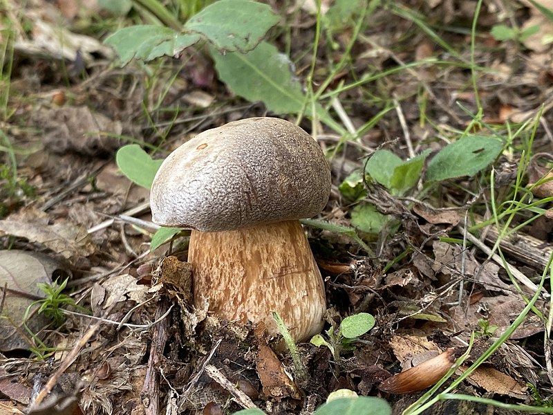 File:Boletus aereus 85021773.jpg