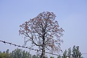 Bombax ceiba near Punjabi University, Patiala