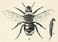 Humlebier: Udseende og levevis, Snyltehumler, Arter i Danmark