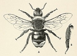 Bombus (Psithyrus) vestalis