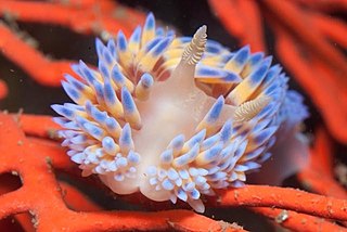 Gasflame nudibranch Species of gastropod