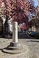 * Nomination Roman milestone and cherry blossom on Heerstraße in Bonn, North Rhine-Westphalia, Germany --XRay 02:55, 30 April 2020 (UTC) * Promotion  Support Good quality -- Johann Jaritz 03:04, 30 April 2020 (UTC)