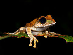 Boophis sp., Vohimana reserve, Madagascar (11896552825).jpg