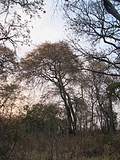 Dry pine-oak forest during the dry season Bosque Seco.JPG