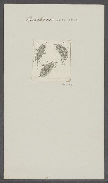 File:Brachionus uncinatus - - Print - Iconographia Zoologica - Special Collections University of Amsterdam - UBAINV0274 101 04 0040.tif