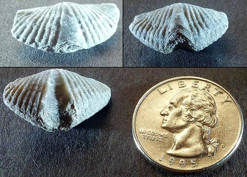File:Brachiopods with U.S. quarter (Photo by John Mortimore).jpg