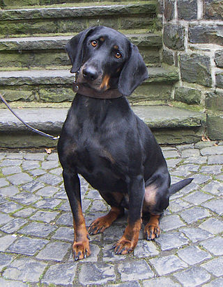 <span class="mw-page-title-main">Austrian Black and Tan Hound</span> Dog breed