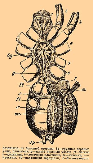 Avicularia с брюшной стороны: bg — грудные нервные узлы, слившиеся; g — задний нервный узел; ft — легкие, s — дыхальца, l — легочные пластинки, ov — яичник, m — мускулы, sp — паутинные бородавки, 1—6 — конечности.