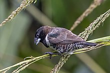 Bronze mannikin (Spermestes cucullata cucullata).jpg