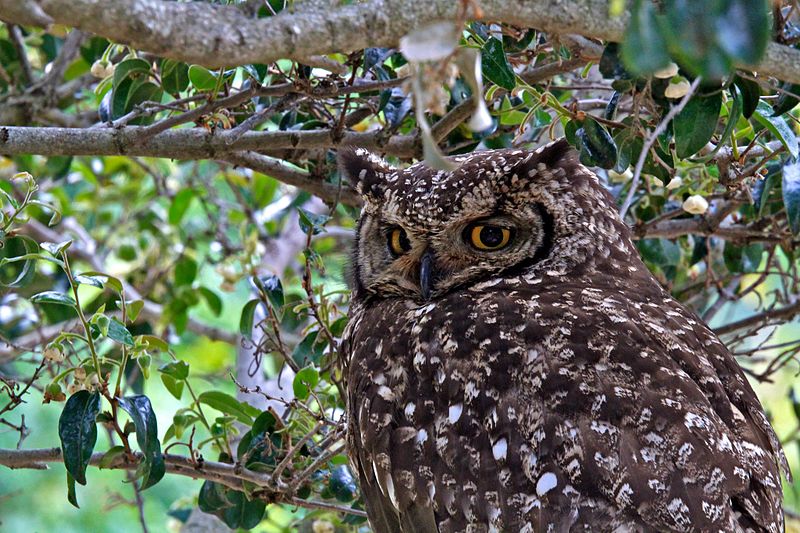 File:Bubo capensis, Kirstenbosch 1.jpg