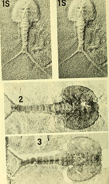 File:Bulletins of American paleontology (1955-1956) (20494249752).jpg