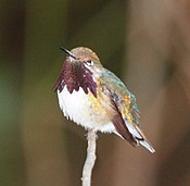 Bourdon Colibri.jpg