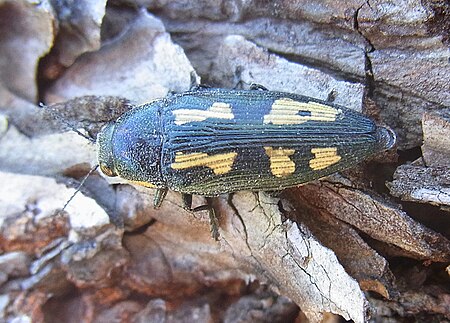 Buprestis novemmaculata