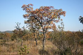 Burkea africana, habitus, WB Natuurpraal, a.jpg