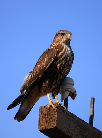 Foto van een Arendbuizerd