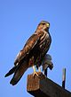 Buteo rufinus.jpg