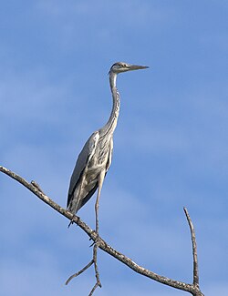 (Ardea cinerea)