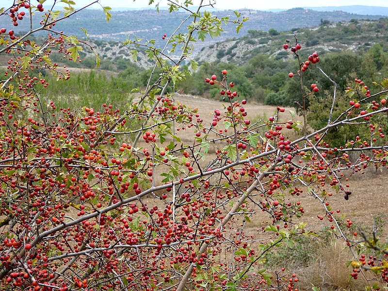 File:CRATAEGUS MONOGYNA - EMPALOUS - IB-694 (Arç blanc).JPG