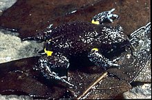 Image of Bibron's toadlet with coloration and markings CSIRO ScienceImage 7956 Bibrons Toadlet.jpg