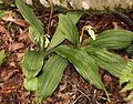 Calanthe puberula Japan - Takashima Shiga prefecture