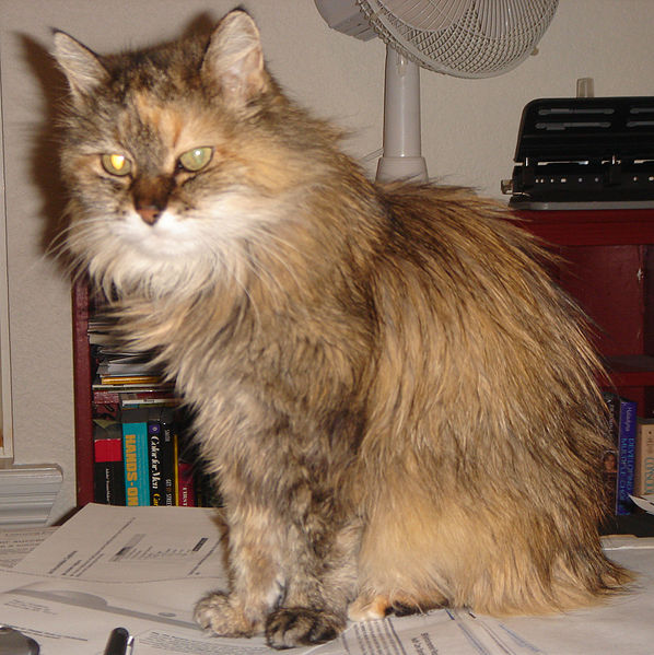 File:CalicoNorwegainForestCat-us-2009.jpg