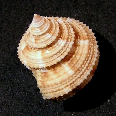 Tập_tin:Calliostoma_aculeatum_003.jpg