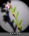 Calluna vulgaris sl5.jpg