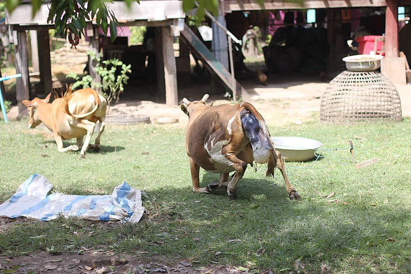 File:Calving in Laos (2 of 9).jpg