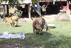 Calving in Laos (2 of 9).jpg