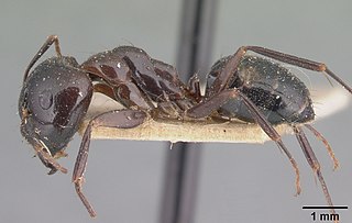 <i>Camponotus gibber</i> Species of ant