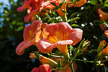 Campsis radicans - Wikipedia