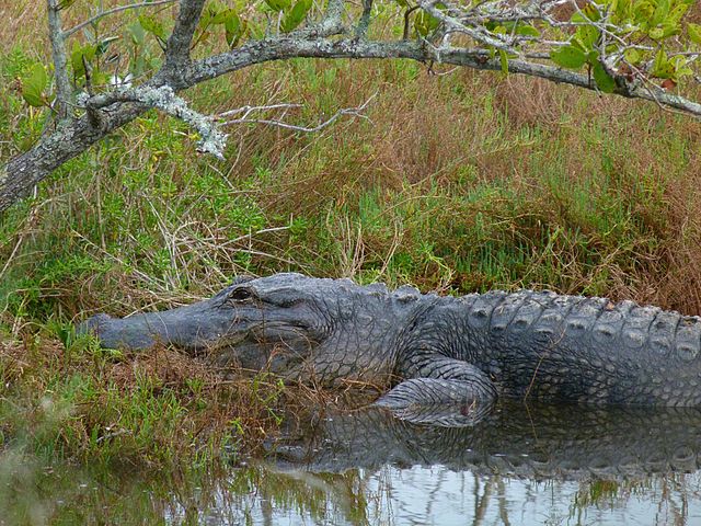 File:Canaveral_National_Seashore_-_Flickr_-_Rusty_Clark_(152).jpg