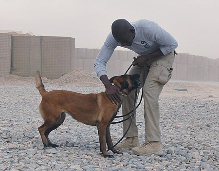 Fail:Canines keep soldiers safe, smiling 121031-A-BF245-055.jpg