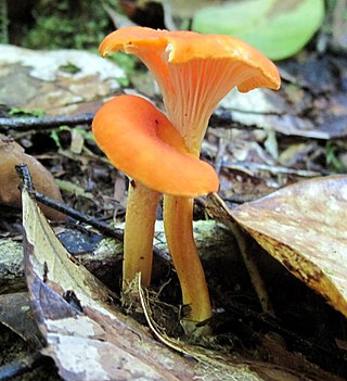 <i>Cantharellus guyanensis</i> Species of fungus