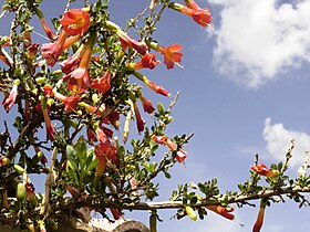 Cantua buxifolia Tiraque Bolivia.jpg