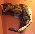 Cape genet (Genetta tigrina), Natural History Museum, London, Mammals Gallery.JPG